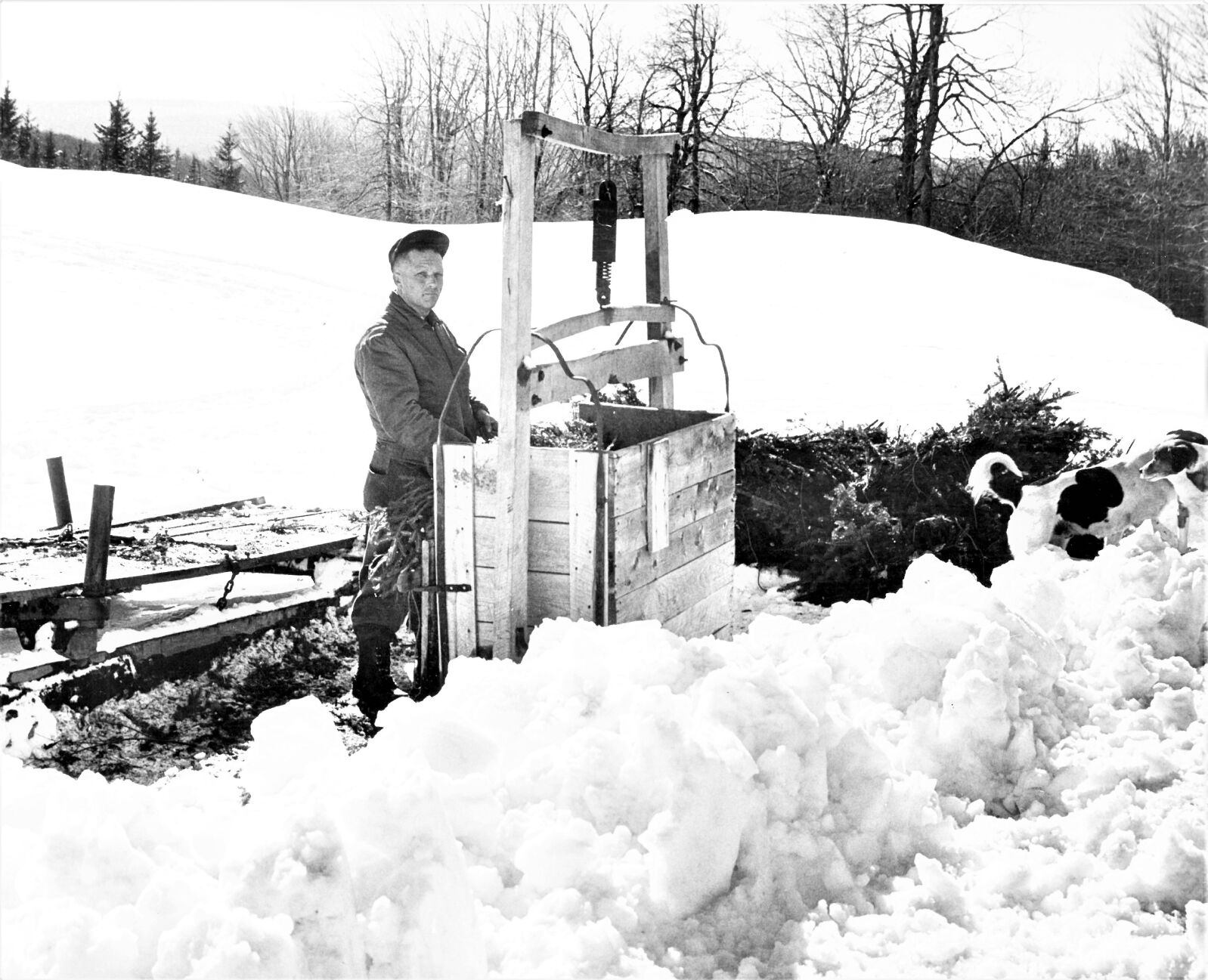 Winter Business: The spruce bow business is brisk for the Whalen brothers, Earl and Charles, of Loop Road, Savoy, in November and December when they harvest 10 to 12 tons each year. Some are used for wreath make and others by cemeteries for "artificial rugs." Here, Charles Whalen works the press in packing the boughs which are taken out of the woods by horses and tractor on sled. Nov. 21, 1972.